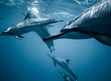 开云体育官网：开启全新体育观赛与投注体验的智慧之选